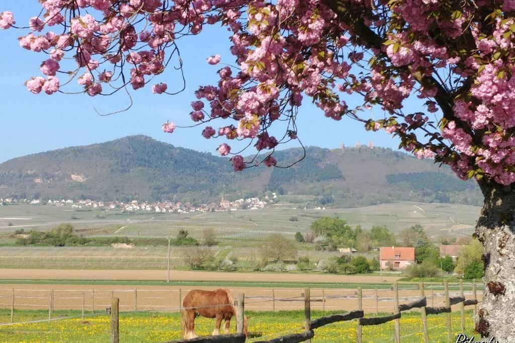Gite A Eguisheim Proche De Colmar Et Kaysergberg. Bagian luar foto