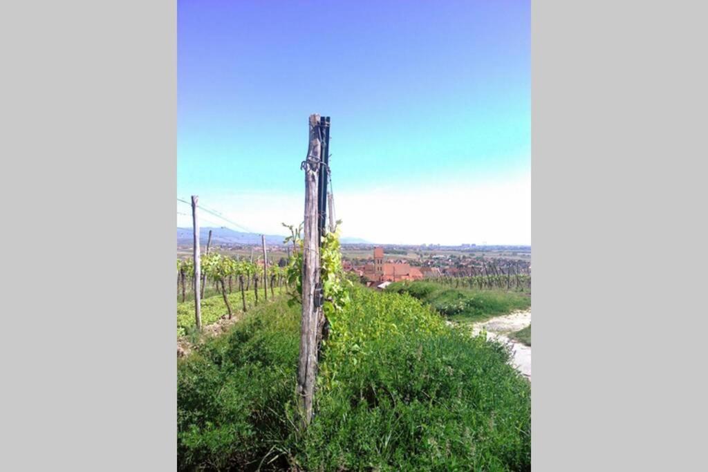 Gite A Eguisheim Proche De Colmar Et Kaysergberg. Bagian luar foto